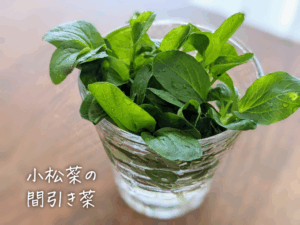 ベランダ菜園で小松菜を作り始める・食費月8万円 4人家族の晩御飯