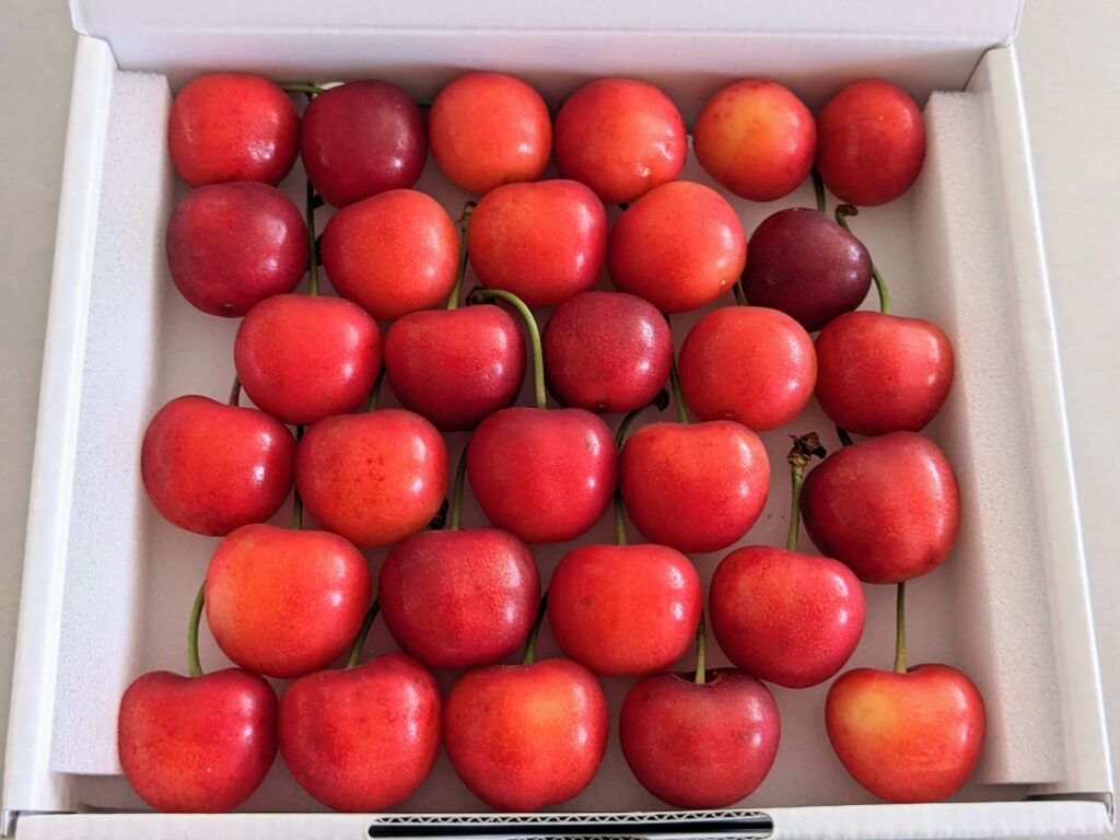 さくらんぼ(紅秀峰)・ふるさと納税