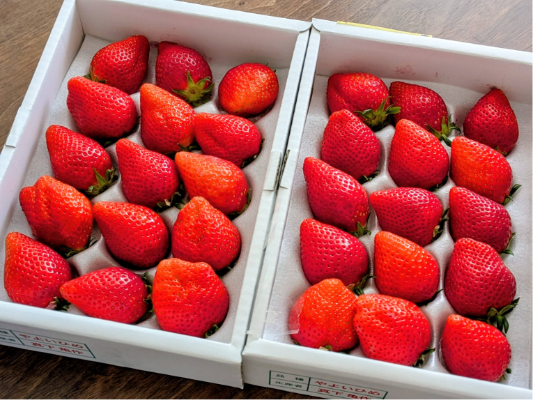 群馬県ふるさと納税　いちご・やよいひめ